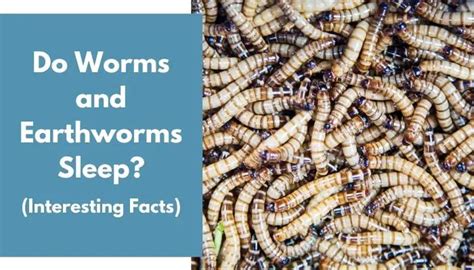 Do worms ever sleep?